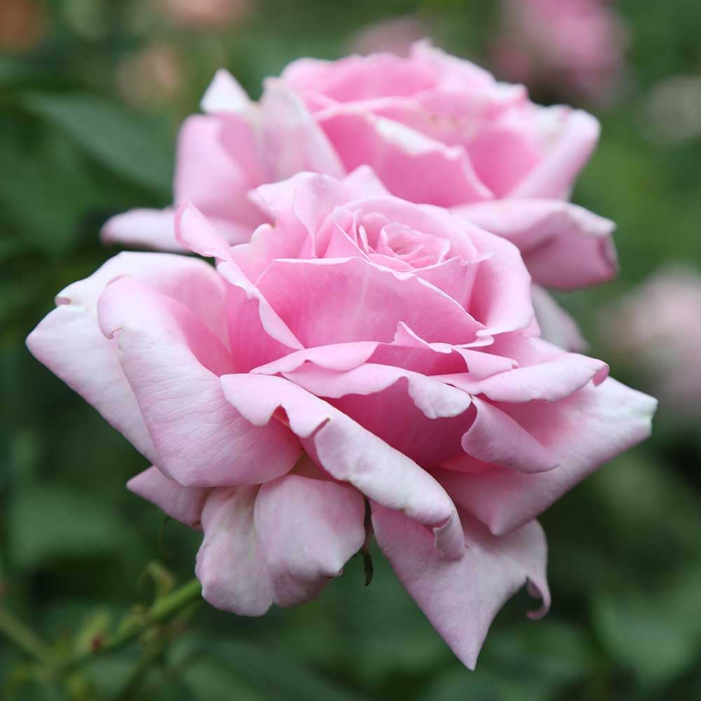 Amazon.com : Heirloom Hybrid Tea Roses, Live Own Root Plant for